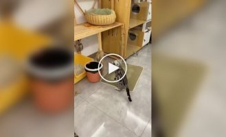 A furry nominee for the "Mother of the Year" award