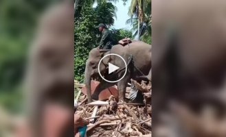 В Индонезии для расчистки последствий наводнения привлекли четырех слонов