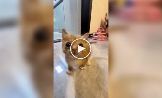 Маленькие и злые котята