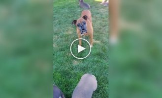 From the life of Boxer dogs