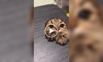Кот ловит мышку