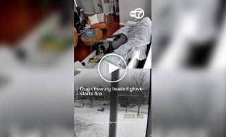 A dog chewed a heated glove and almost burned down his owner's house