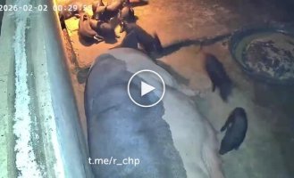 Свинья спасла поросенка