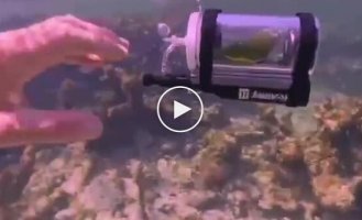 Попугай плавает в мини-батискафе