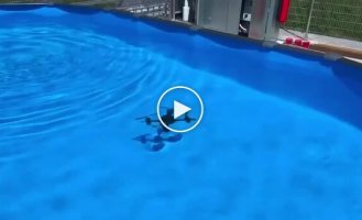 Студенты из Дании напечатали дрон, способный летать и плавать под водой