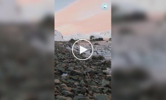 Пингвины покидают остров с наступлением антарктической зимы