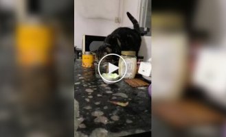 Коту не показали, как правильно пить воду