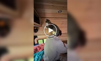 Ненудне життя кота