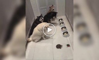 Dogs are trained to wait for a turtle before getting started to a meal