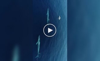 Животные (короткие видео). Выпуск 103