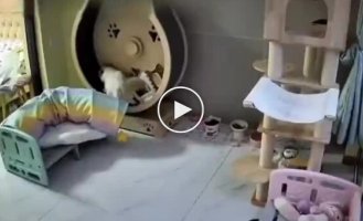 Животные (короткие видео). Выпуск 99