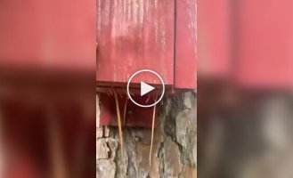 An unexpected inhabitant of a birdhouse