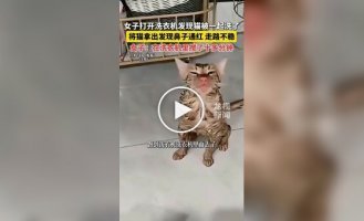 A cat spent more than 10 minutes in a running washing machine