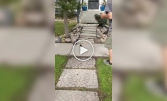 З життя домашніх скунсів