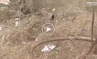 В Нью-Джерси полицейские спасли медвежонка, сидевшего в одиночестве на дороге