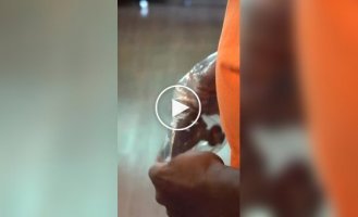 Рояль в кустах: распаковка музыкального чуда