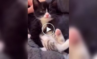 Кошеня з маленькою батарейкою