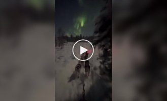 Ночная поездка в собачьей упряжке