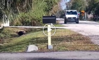 Guys played a prank on a postman