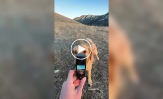 Мужчина дал своей собаке камеру