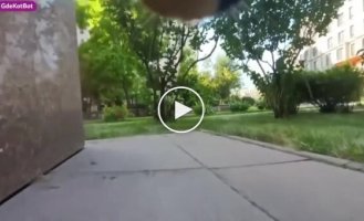 В Казахстане коты помогают искать пропавших сородичей