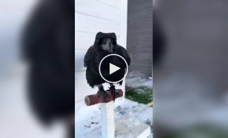 Очень умный ворон