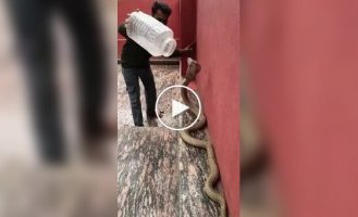 A man caught a venomous cobra using an ordinary plastic container