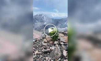 Snow lotus in the Tian Shan mountains