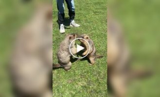 Королевство сурков в Китае