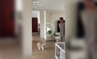 Попытка пса поймать мяч
