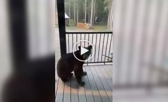 Bears can joke too: a funny selection