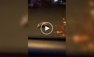 Опоссум продемонстрировал свой талант