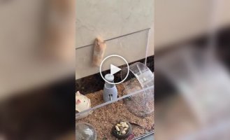 A hamster escapes from an enclosure