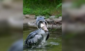 Китоглавы не сразу осваивают искусство балансирования на одной ноге