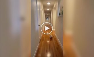 A feathered party animal.