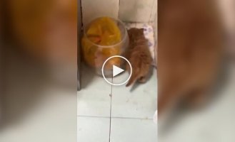 A Common Activity for Red Cats