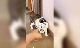 Cats that don't like being pointed at