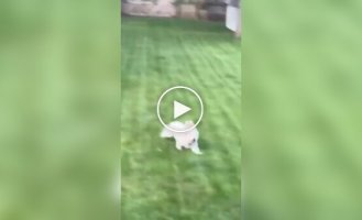 A pet dog attempted to catch a rabbit.