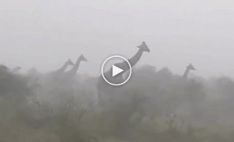 Грустный факт о жирафах