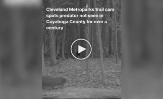 In the US, an animal thought to be extinct in the region was captured on video.