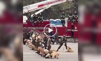 Puppy can't handle the parade and asks for a break Up in arms