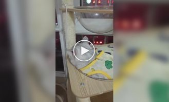 Кошки и прозрачная лежанка