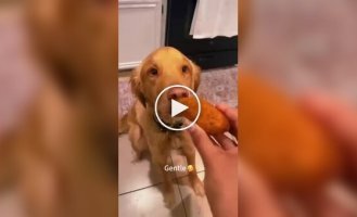 Funny reactions of dogs to treats