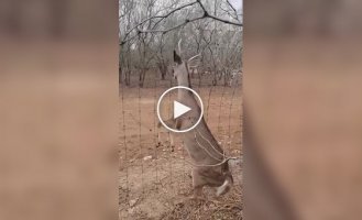 Житель Техаса спас оленя
