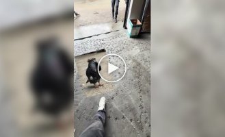 Голубь поговорил по телефону