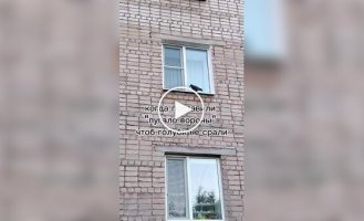 Реакция голубей на отпугиватель птиц