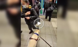 Dog does it all without a command