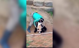 Funny work episode of an employee of a center where pandas are bred