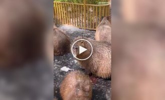 Капибара лакомится тополиным пухом