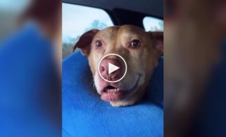 Собаки после анестезии